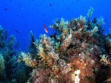 Talli nei livelli inferiori del piano infralitorale